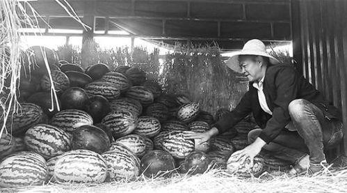 沂南吃瓜群众事件视频,网络围观下的社会现象解析