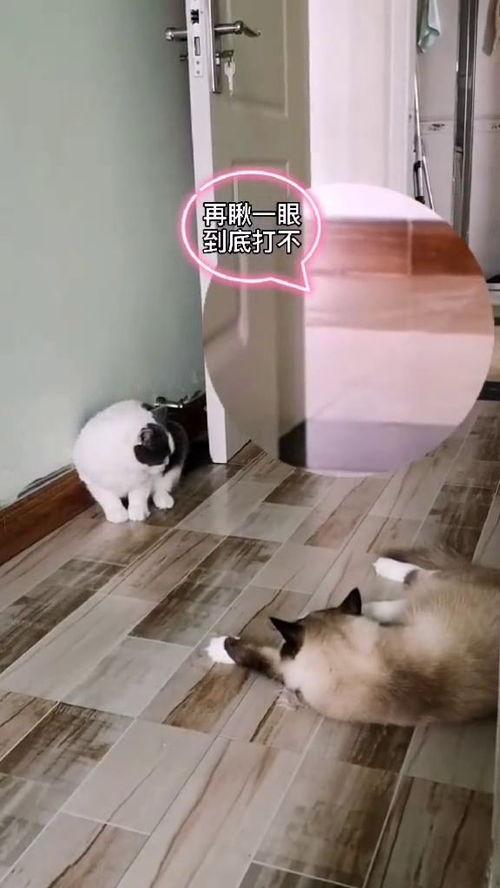 猫界吃瓜群众,揭秘喵星人的八卦风云