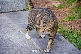 猫界吃瓜群众,揭秘喵星人的八卦风云