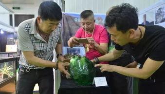 吃瓜群众在线围观网,揭秘网络热点背后的故事