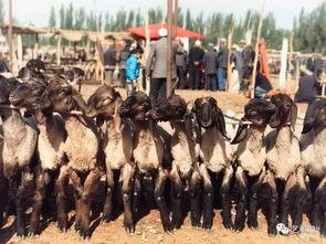 吃瓜群众朝阳大妈,吃瓜群众的智慧与担当